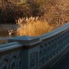 Dec 2006, Bow Bridge, Central Park