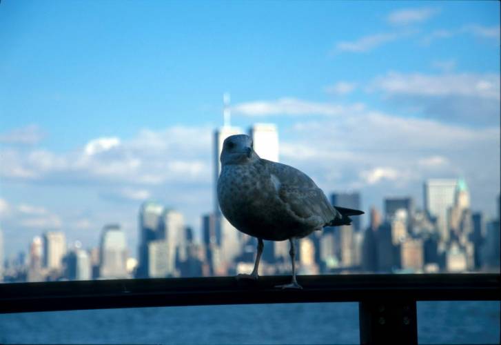 Ny11-10
