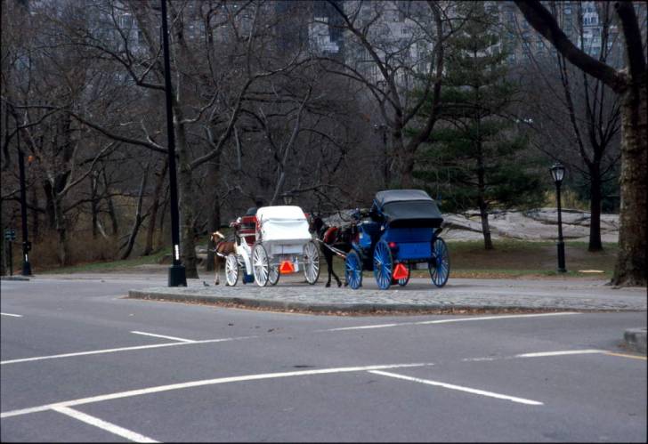 Ny15-15